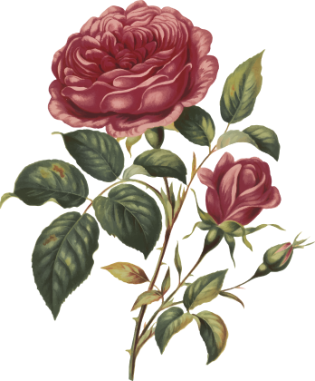 ornament