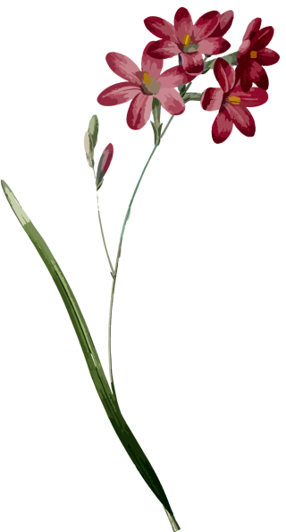 Ornament