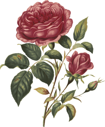 ornament
