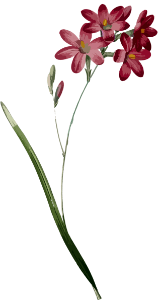 Ornament